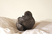 fotodocument geluksvogeltje